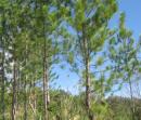 Pine trees in the tropics